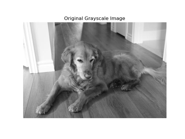 bella_grayscale.jpg